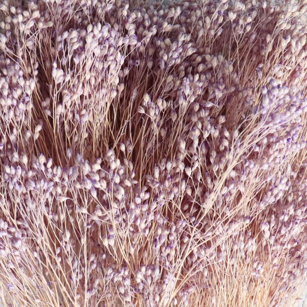 Sušený Broom Bloom milka – jemná krása s fialovým nádechem